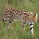 Illustration for article titled Caturday - Leptailurus serval Edition
